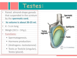 • Paired almond-shape gonads
that suspended in the scrotum
by the spermatic cord.
• Its volume is about 20-25 ml.
• 4 - 5 cm long
• Weigh (10.5 – 14 g.).
• Functions:
 Spermatogenesis.
 Hormone production:
 (Androgens--testosterone)
 Testis or Testicle (singular),
Testes (plural).
Testes:
 