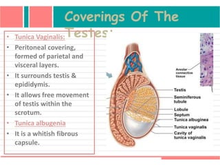 Coverings Of The
Testes:• Tunica Vaginalis:
• Peritoneal covering,
formed of parietal and
visceral layers.
• It surrounds testis &
epididymis.
• It allows free movement
of testis within the
scrotum.
• Tunica albugenia
• It is a whitish fibrous
capsule.
 