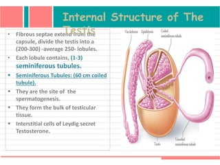 • Fibrous septae extend from the
capsule, divide the testis into a
(200-300) -average 250- lobules.
• Each lobule contains, (1-3)
seminiferous tubules.
 Seminiferous Tubules: (60 cm coiled
tubule).
 They are the site of the
spermatogenesis.
 They form the bulk of testicular
tissue.
 Interstitial cells of Leydig secret
Testosterone.
Internal Structure of The
Testis
 