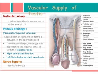 Vascular Supply of
TestisTesticular artery:
It arises from the abdominal aorta
at the level of L 3.
Venous drainage :
(Pampiniform plexus of veins)
About dozen of veins which forms a
network in the spermatic cord.
• They become larger, converge as it
approached the inguinal canal to
form the Testicular vein.
• Right Vein drains into IVC.
• Left Vein drains into left renal vein.
Nerve Supply:
Testicular Plexus
 