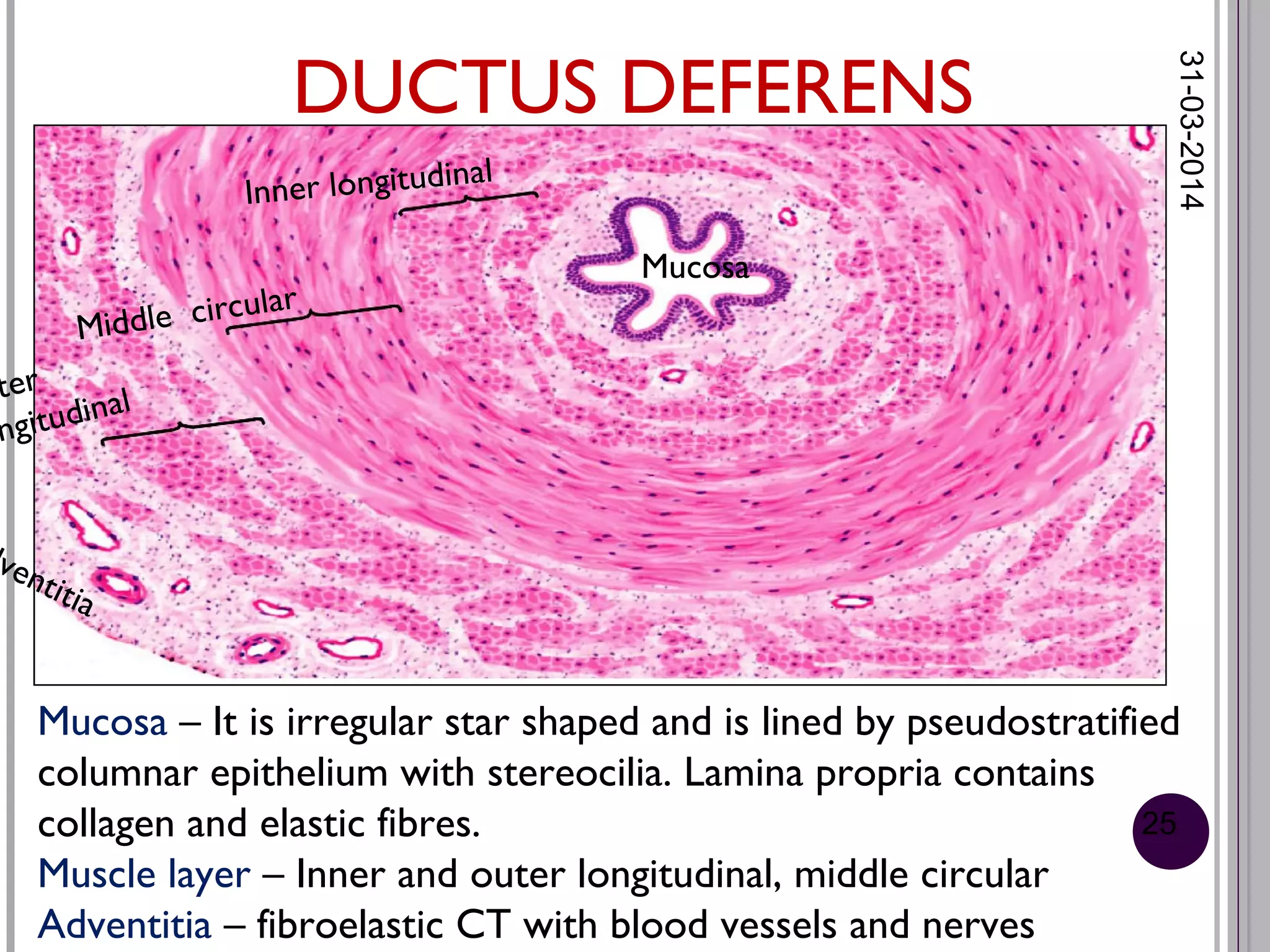 histology-of-male-reproductive-system-ppt