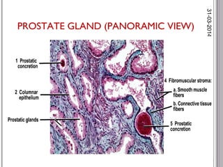 histology of male reproductive system | PPT