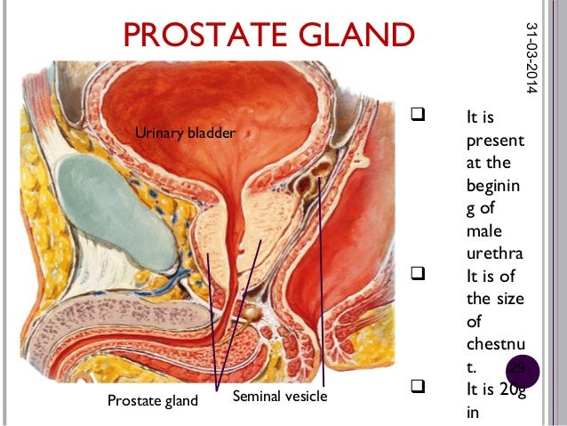 histology of male reproductive system