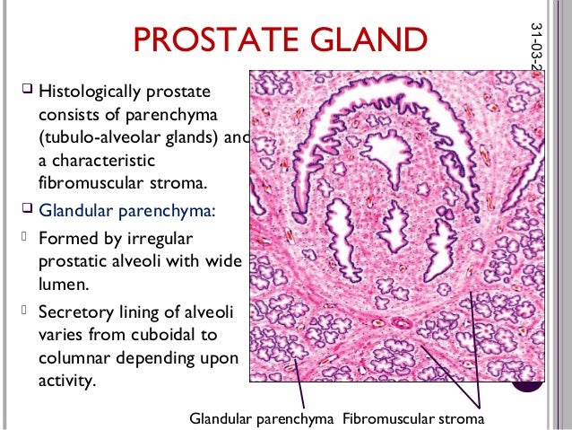 histology of male reproductive system