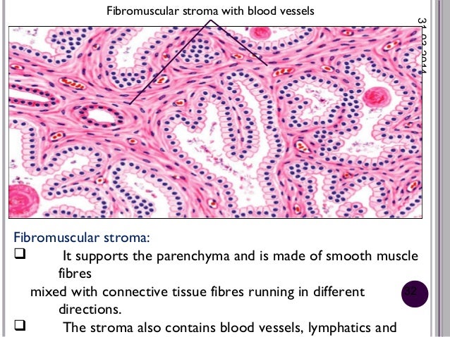 histology of male reproductive system