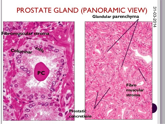 histology of male reproductive system
