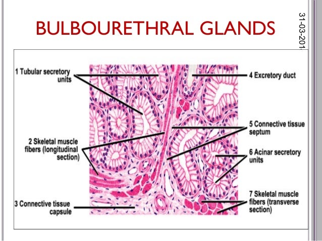 histology of male reproductive system