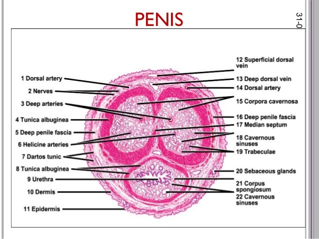Histology Of Male Reproductive System Histology Of Male Reproductive System