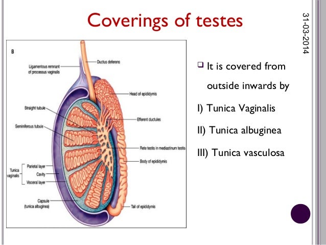 histology of male reproductive system