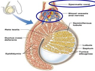 Male Reproductive System | PPTX