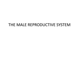 Reprod notes on the MALE REPROD SYSTEM made simple for students for easy ...