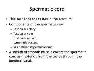 Reprod notes on the MALE REPROD SYSTEM made simple for students for easy ...