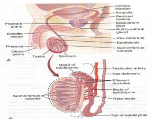 Reprod notes on the MALE REPROD SYSTEM made simple for students for easy ...