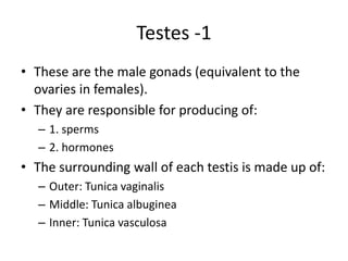 Reprod notes on the MALE REPROD SYSTEM made simple for students for easy ...