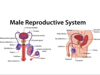 Prodding System MALE REPROD SYSTEM made easy for students.pdf