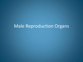 Male Reproduction Organs
 