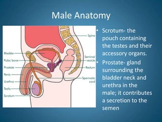 Male Anatomy
         • Scrotum- the
           pouch containing
           the testes and their
           accessory organs.
         • Prostate- gland
           surrounding the
           bladder neck and
           urethra in the
           male; it contributes
           a secretion to the
           semen
 