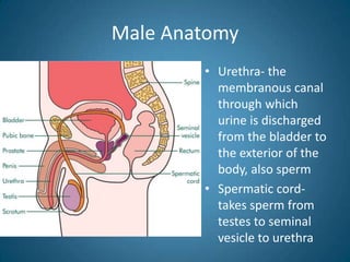 Male Anatomy
• gland surrounding the     • Urethra- the
  bladder neck and            membranous canal
  urethra in the male; it     through which
  contributes a secretion     urine is discharged
  to the semen                from the bladder to
                              the exterior of the
                              body, also sperm
                            • Spermatic cord-
                              takes sperm from
                              testes to seminal
                              vesicle to urethra
 
