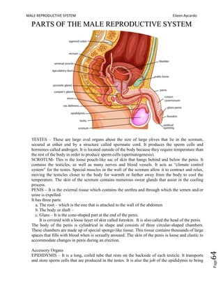 MALE REPRODUCTIVE SYSTEM Eileen Aycardo
Page64
PPAARRTTSS OOFF TTHHEE MMAALLEE RREEPPRROODDUUCCTTIIVVEE SSYYSSTTEEMM
TESTES – These are large oval organs about the size of large olives that lie in the scrotum,
secured at either end by a structure called spermatic cord. It produces the sperm cells and
hormones called androgen. It is located outside of the body because they require temperature than
the rest of the body in order to produce sperm cells (spermatogenesis).
SCROTUM- This is the loose pouch-like sac of skin that hangs behind and below the penis. It
contains the testicles, as well as many nerves and blood vessels. It acts as “climate control
system” for the testes. Special muscles in the wall of the scrotum allow it to contract and relax,
moving the testicles closer to the body for warmth or farther away from the body to cool the
temperature. The skin of the scrotum contains numerous sweat glands that assist in the cooling
process.
PENIS – It is the external tissue which contains the urethra and through which the semen and/or
urine is expelled.
It has three parts:
a. The root – which is the one that is attached to the wall of the abdomen
b.The body or shaft –
c. Glans – It is the cone-shaped part at the end of the penis.
It is covered with a loose layer of skin called foreskin. It is also called the head of the penis.
The body of the penis is cylindrical in shape and consists of three circular-shaped chambers.
These chambers are made up of special sponge-like tissue. This tissue contains thousands of large
spaces that fills with blood when is sexually aroused. The skin of the penis is loose and elastic to
accommodate changes in penis during an erection.
Accessory Organs
EPIDIDYMIS – It is a long, coiled tube that rests on the backside of each testicle. It transports
and store sperm cells that are produced in the testes. It is also the job of the epididymis to bring
 