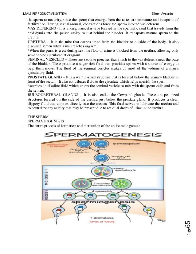 Lesson Plan on the Male Reproductive System