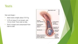 male reproductive and thier parts ).pptx