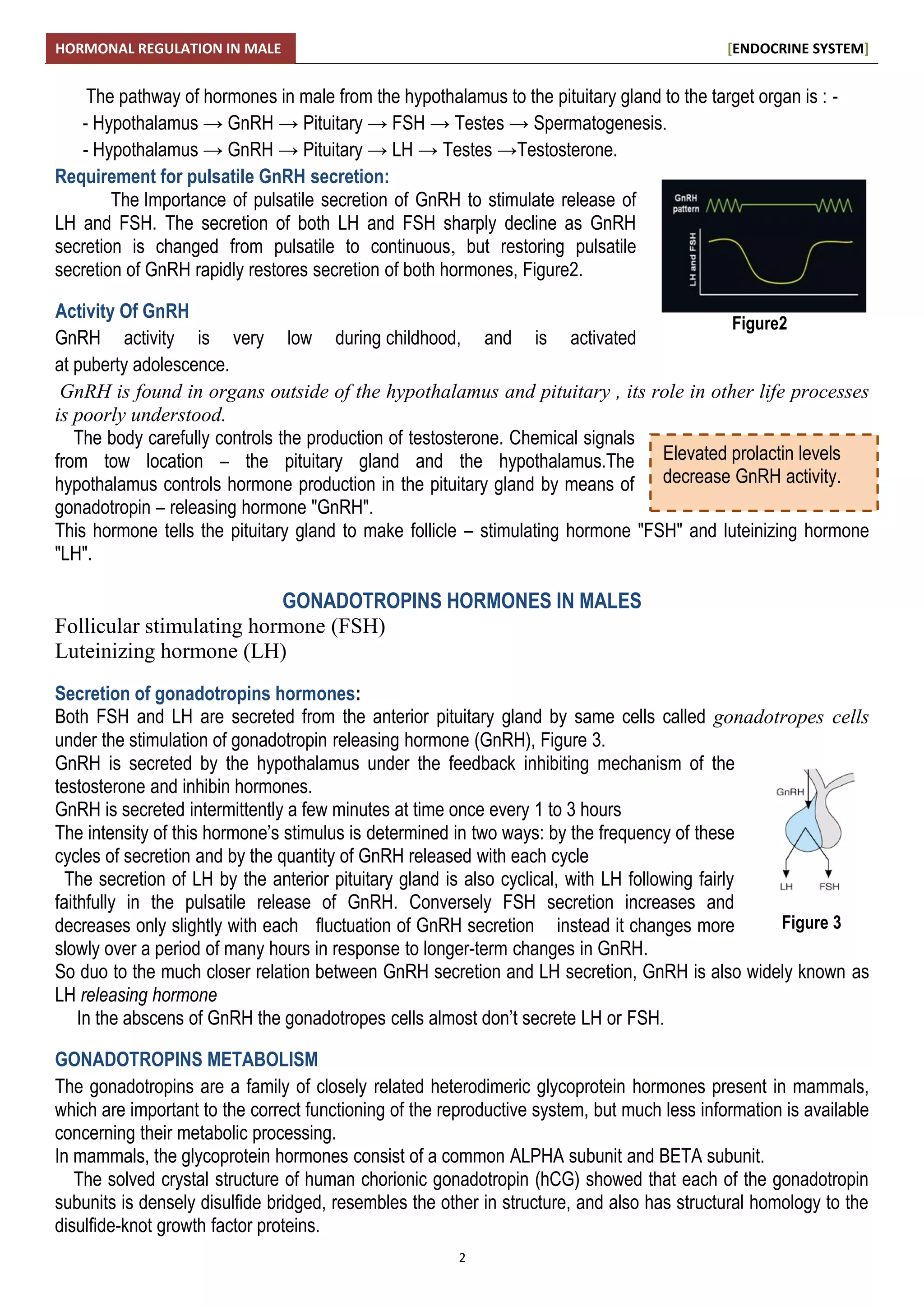 Male reproductive hormones | PDF