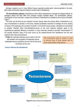 Male reproductive hormones | PDF