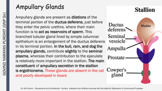 Male reproductive organs anatomy and physiology | PDF