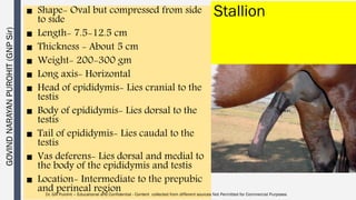 Stallion Testes Male reproductive organs anatomy and physiology | PDF