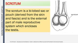 Male reproductive organs anatomy and physiology | PDF
