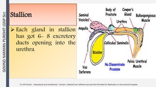 Stallion Testes Male reproductive organs anatomy and physiology | PDF