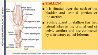 Stallion Testes Male reproductive organs anatomy and physiology | PDF