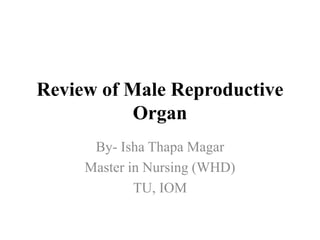 Review of Male Reproductive
Organ
By- Isha Thapa Magar
Master in Nursing (WHD)
TU, IOM
 