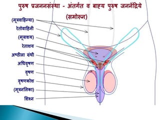 Male reproductive organs or genitalia in Hindi | PPTX