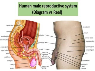 Male reproductive organs or genitalia in Hindi | PPTX