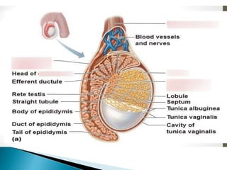 Male reproductive organs or genitalia in Hindi | PPTX