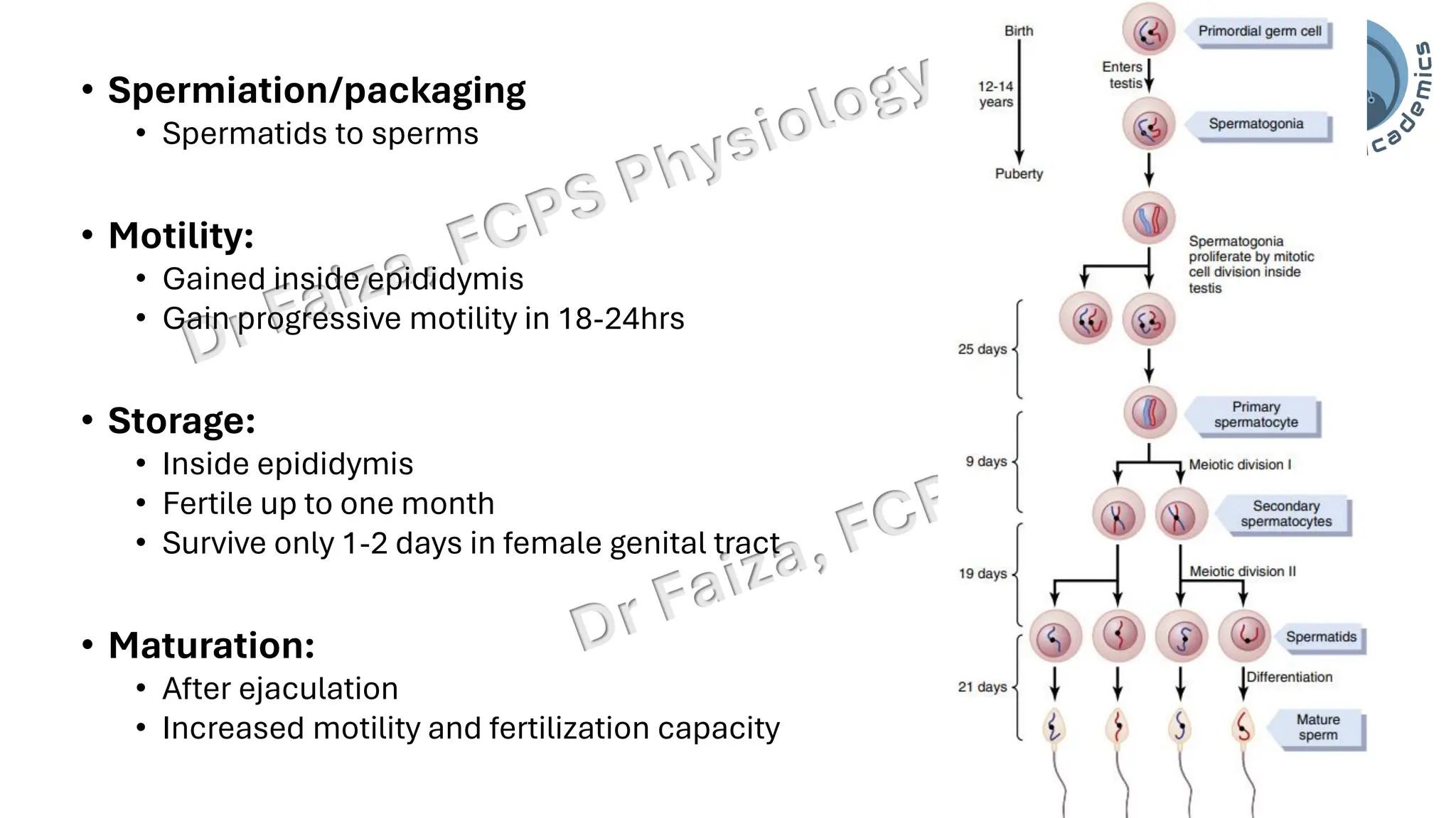 "Male Reproductive and Hormonal Physiology"