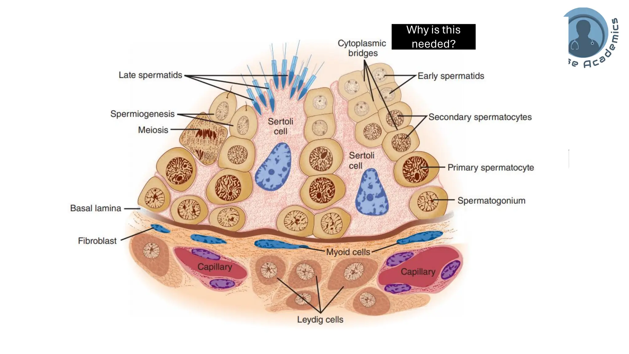 "Male Reproductive and Hormonal Physiology"