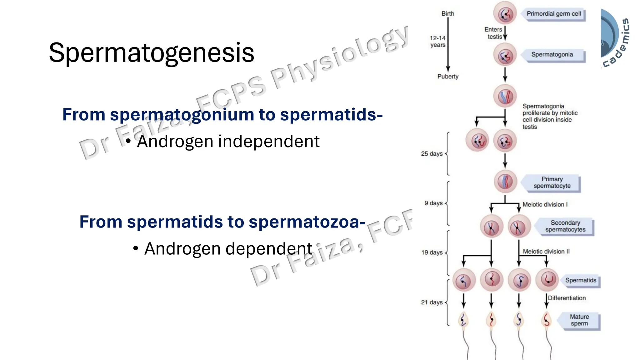 "Male Reproductive and Hormonal Physiology"