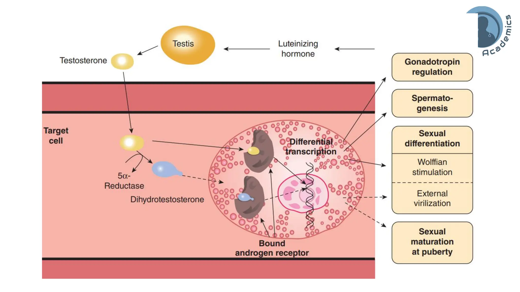 "Male Reproductive and Hormonal Physiology"