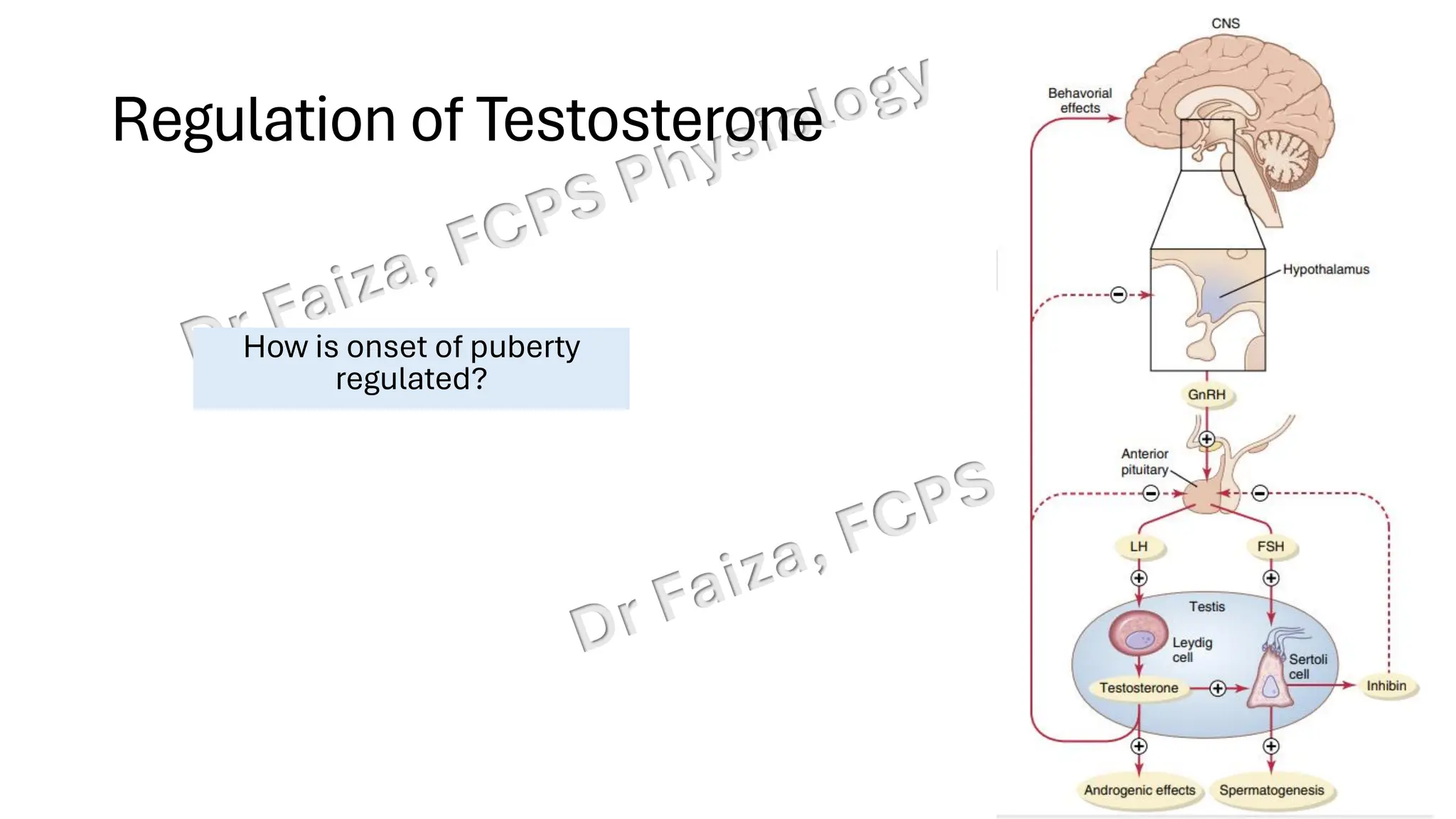 "Male Reproductive and Hormonal Physiology"