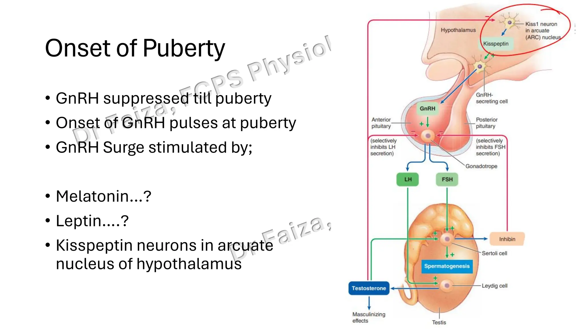 "Male Reproductive and Hormonal Physiology"