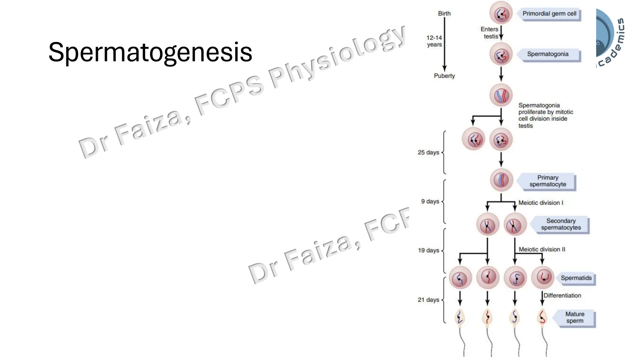 "Male Reproductive and Hormonal Physiology"