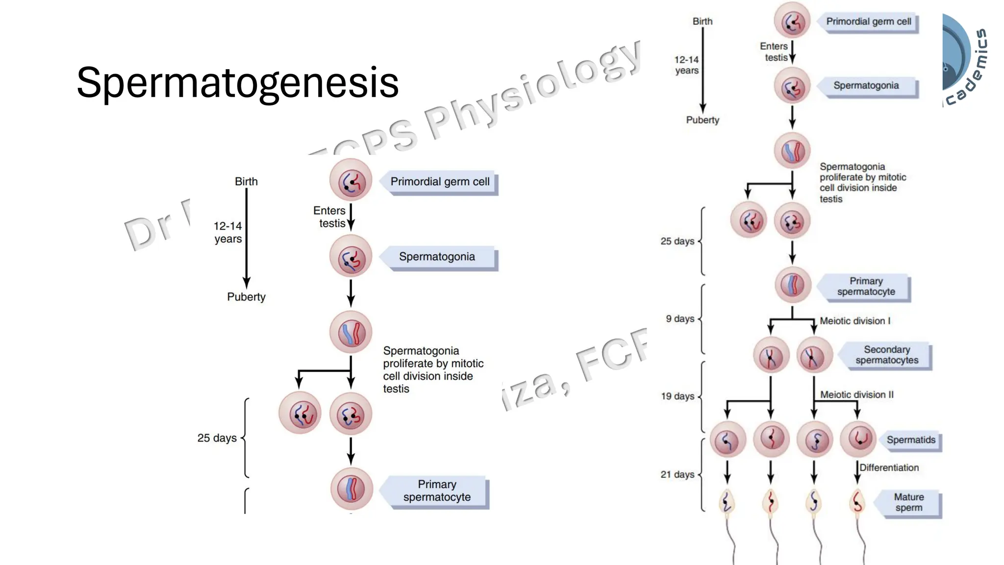 "Male Reproductive and Hormonal Physiology"