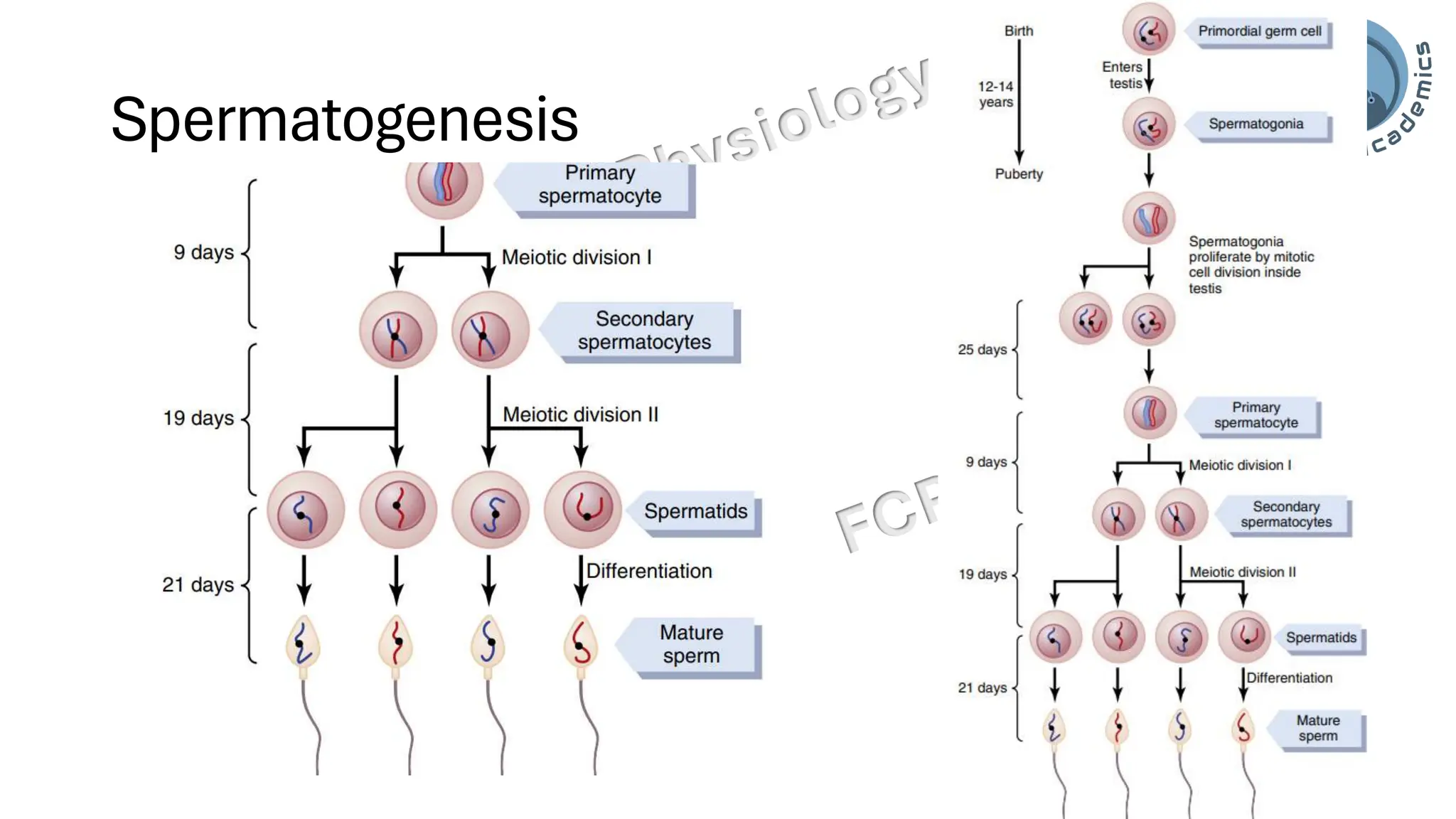 "Male Reproductive and Hormonal Physiology"