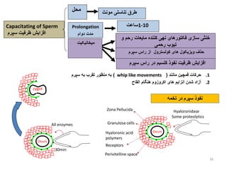 Male Reproductive Physiology Aug. 2017.ppt