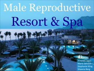 Male Reproductive Resort & Spa Amanda Jarvis Maria Salvoch Stephanie Kling Shawna Berg 