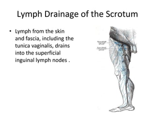 Lymph Drainage of the Scrotum
• Lymph from the skin
and fascia, including the
tunica vaginalis, drains
into the superficial
inguinal lymph nodes .
 