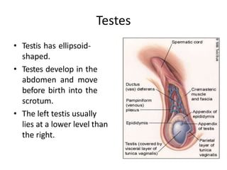 Testes
• Testis has ellipsoid-
shaped.
• Testes develop in the
abdomen and move
before birth into the
scrotum.
• The left testis usually
lies at a lower level than
the right.
 