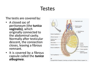 Testes
The testis are covered by:
• A closed sac of
peritoneum (the tunica
vaginalis), which
originally connected to
the abdominal cavity.
Normally after testicular
descent, the connection
closes, leaving a fibrous
remnant.
• It is covered by a fibrous
capsule called the tunica
albuginea.
 